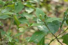 Thespesia lampas